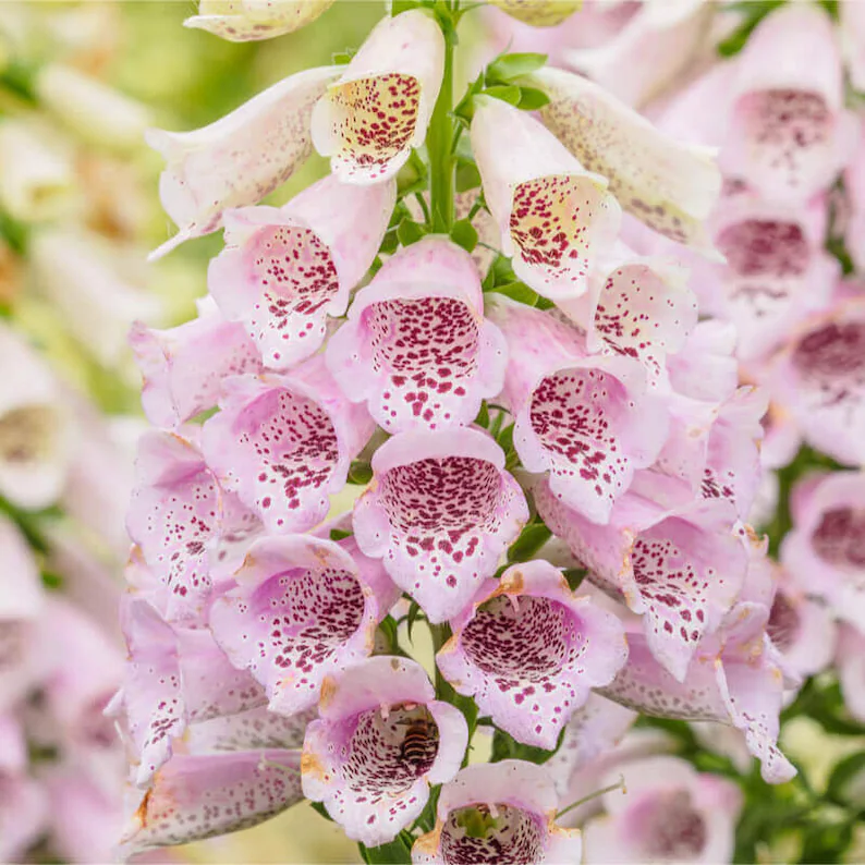 Foxglove Flower Seeds
