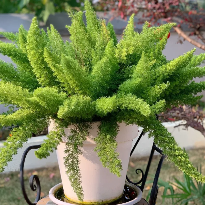 🪴Das ganze Jahr über immergrün🌿Fuchsschwanz-samen🍀Frisch und raffiniert