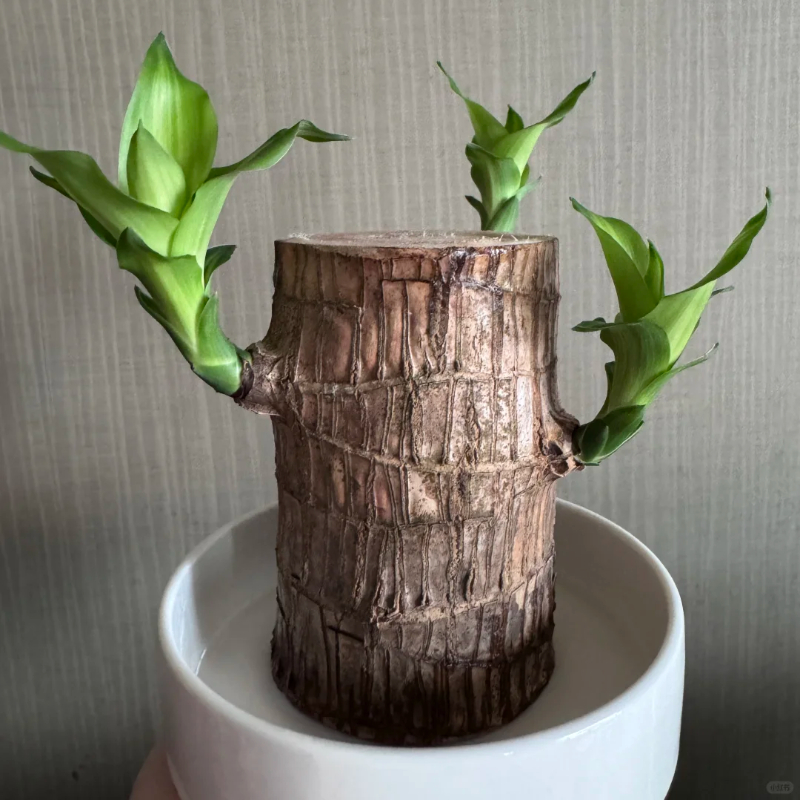 🎁Glückssymbol🪴Brasilianisches Holz🍀Die besten Grünpflanzen zum Wachsen