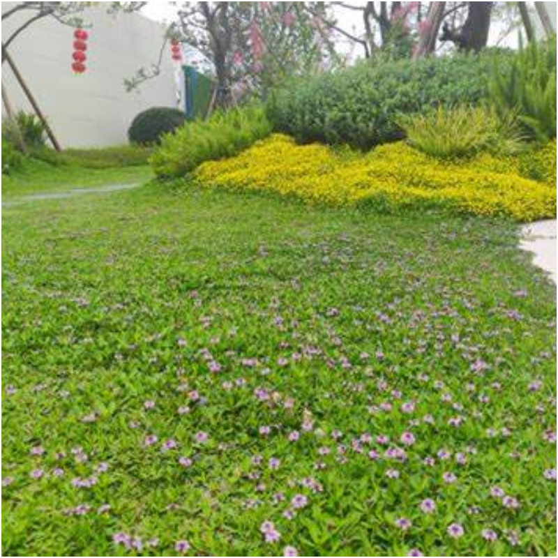 ❌✂️Kein Schnitt als Bodendecker🍀Pilea microphylla