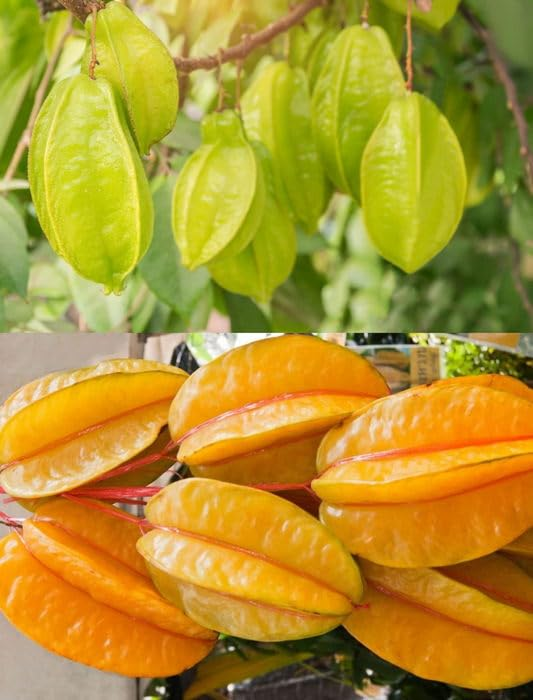Four Seasons Sweet Star Fruit Seeds