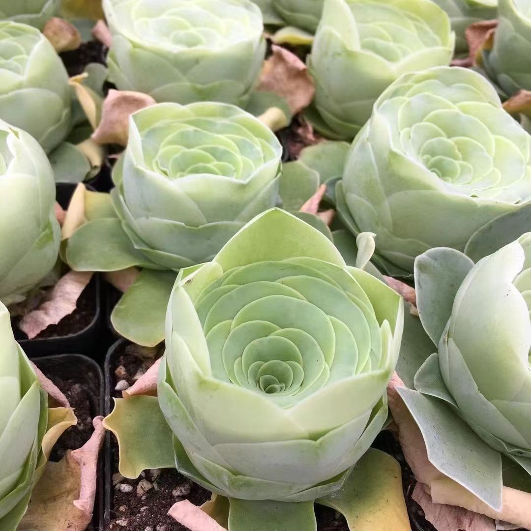 💥HOT SALE🌹Mountain Rose❗36%OFF