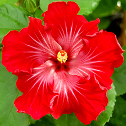 The brightener of the garden: Hibiscus seeds