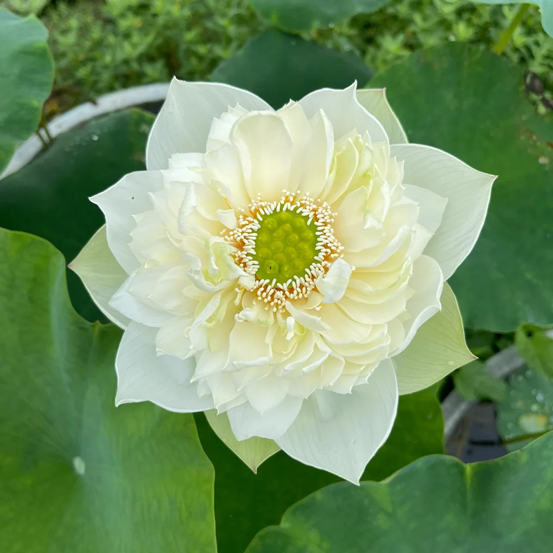 🌸【7 Tage Keimung】Last-Day-Sale – 50 % Rabatt💐Heilige Bonsai-Schale Lotus