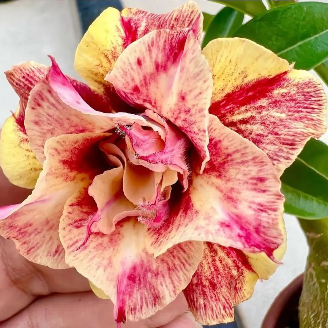 🌵🌹 Dive into Desert Beauty: Desert Rose Seeds for Your Tranquil Haven! 🏜️🌺