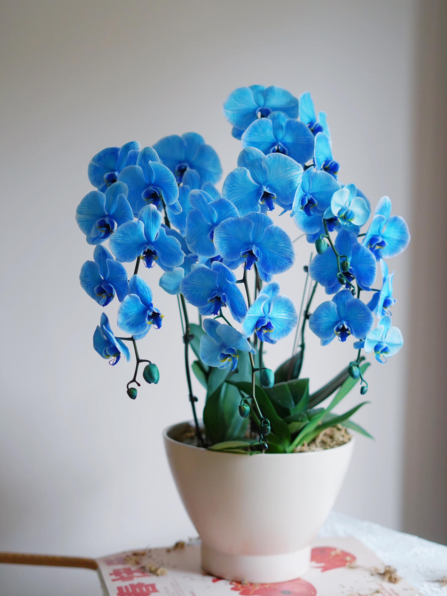 Phalaenopsis💐40% OFF 