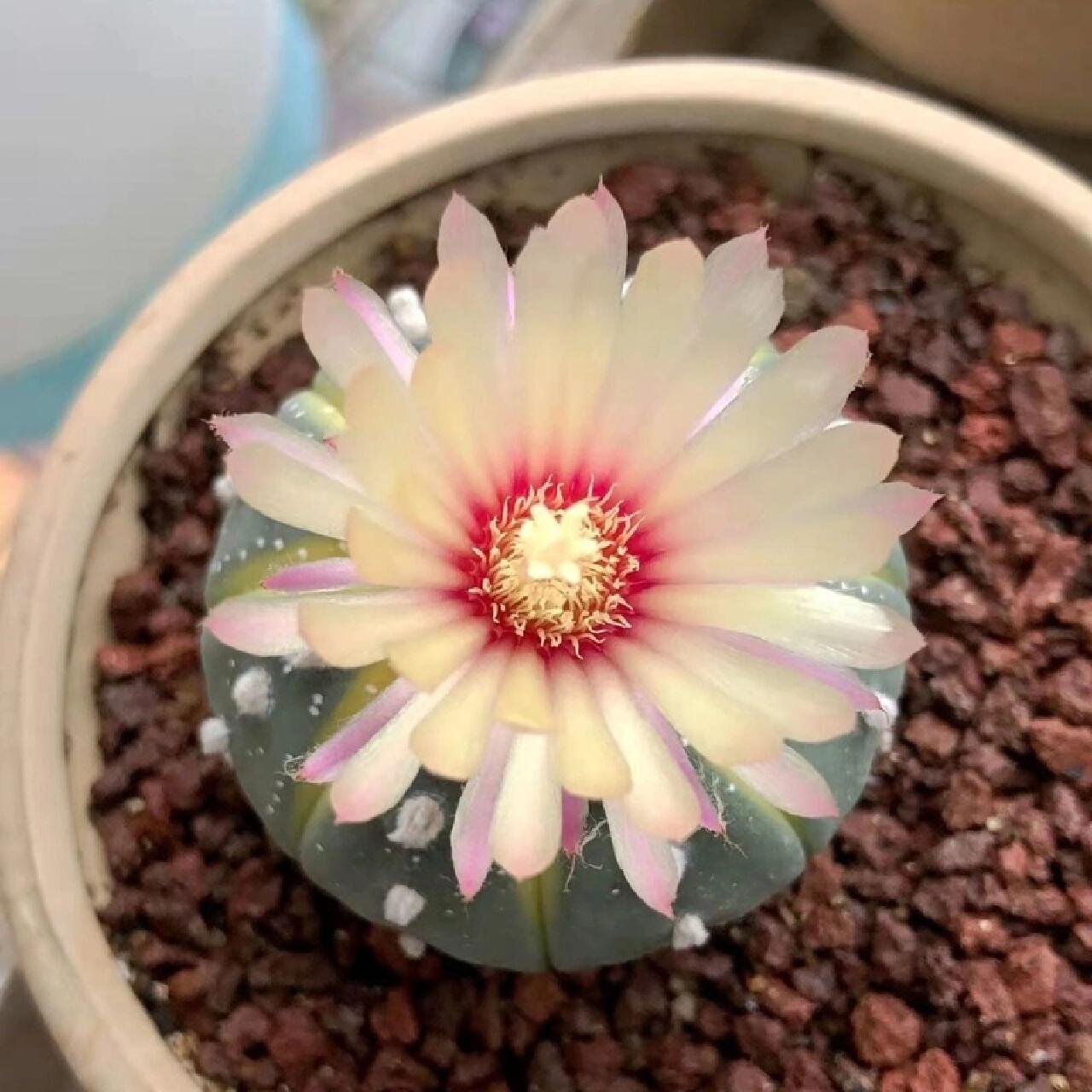 🌱cactus succulent🌵🌺40% OFF💥