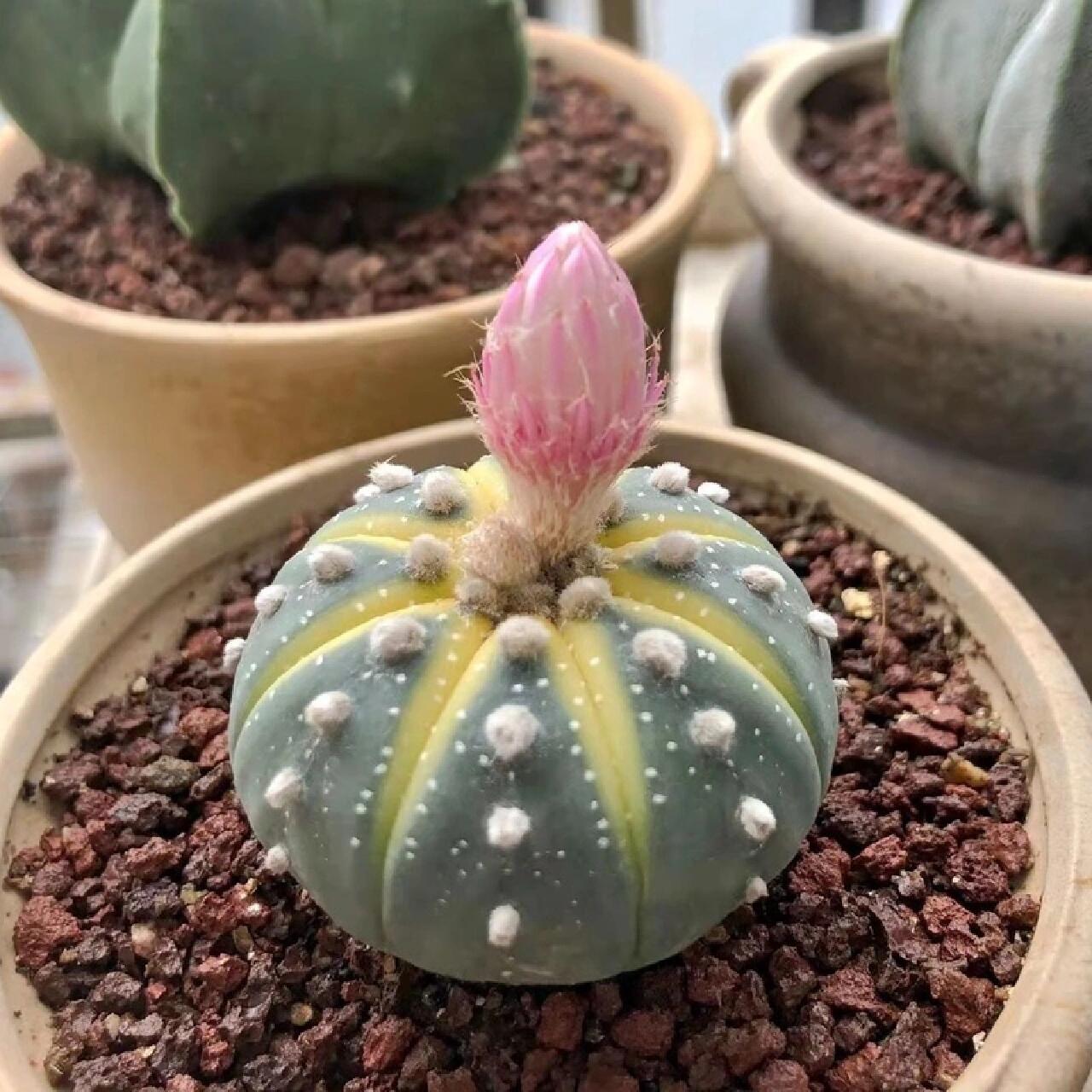 🌱cactus succulent🌵🌺40% OFF💥