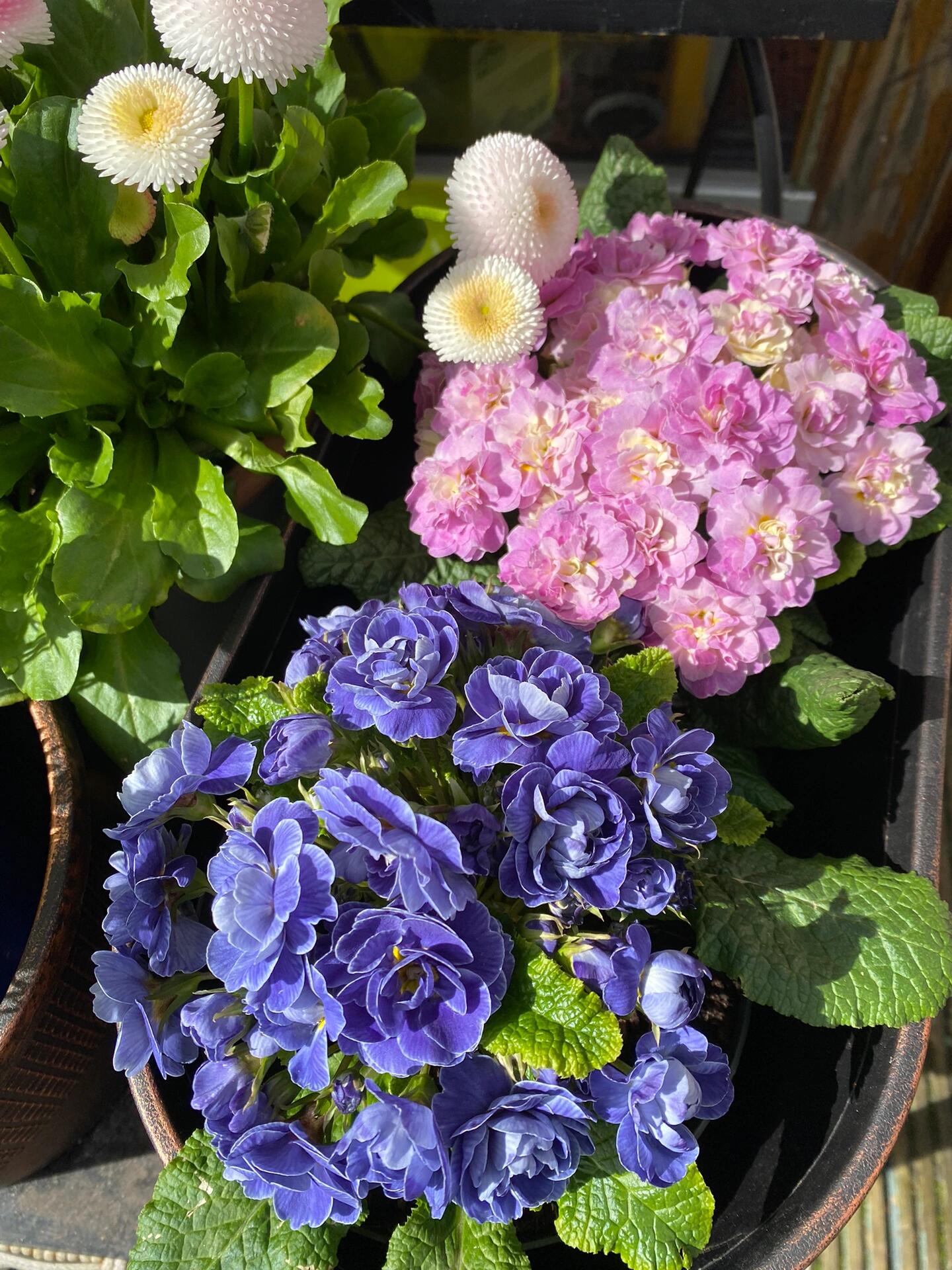 💐🌱One seed for one bouquet：💖Primrose Rose Seeds🌹