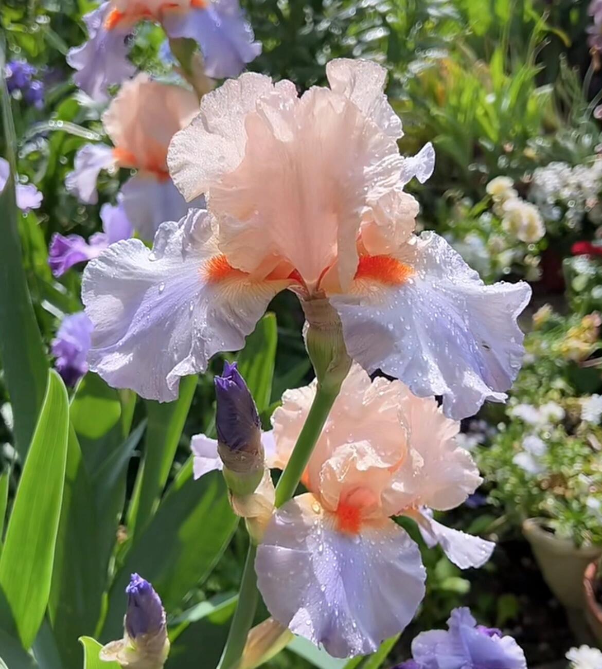 🌷Amaryllis🌵36 % OFF