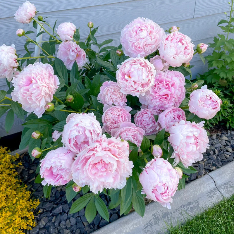 🌸✨Peony potted seeds, let your home be full of spring! ✨🌸