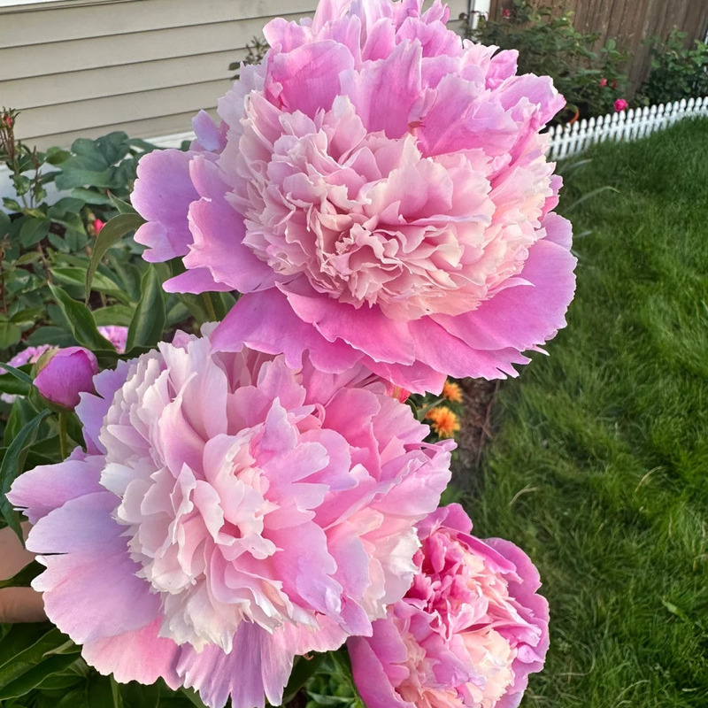 🌸✨Peony potted seeds, let your home be full of spring! ✨🌸