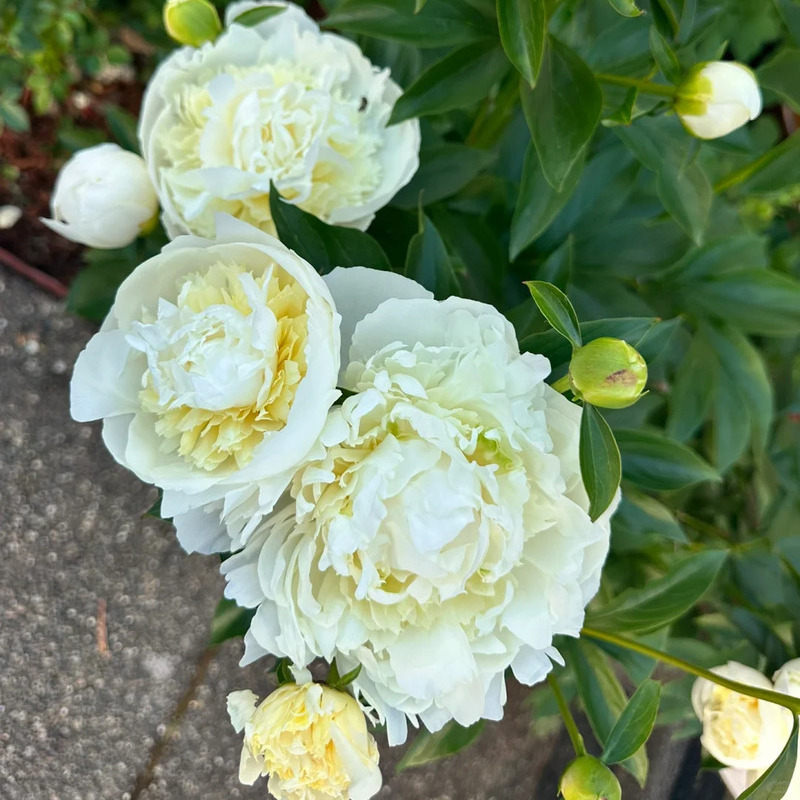 🌸✨Peony potted seeds, let your home be full of spring! ✨🌸