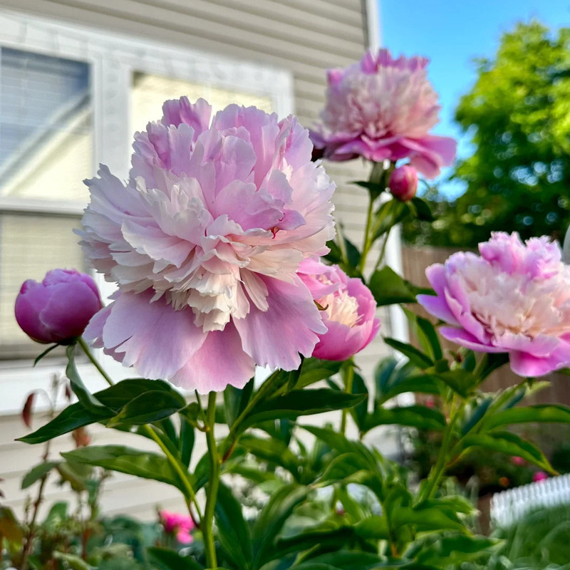 🌸✨Peony potted seeds, let your home be full of spring! ✨🌸