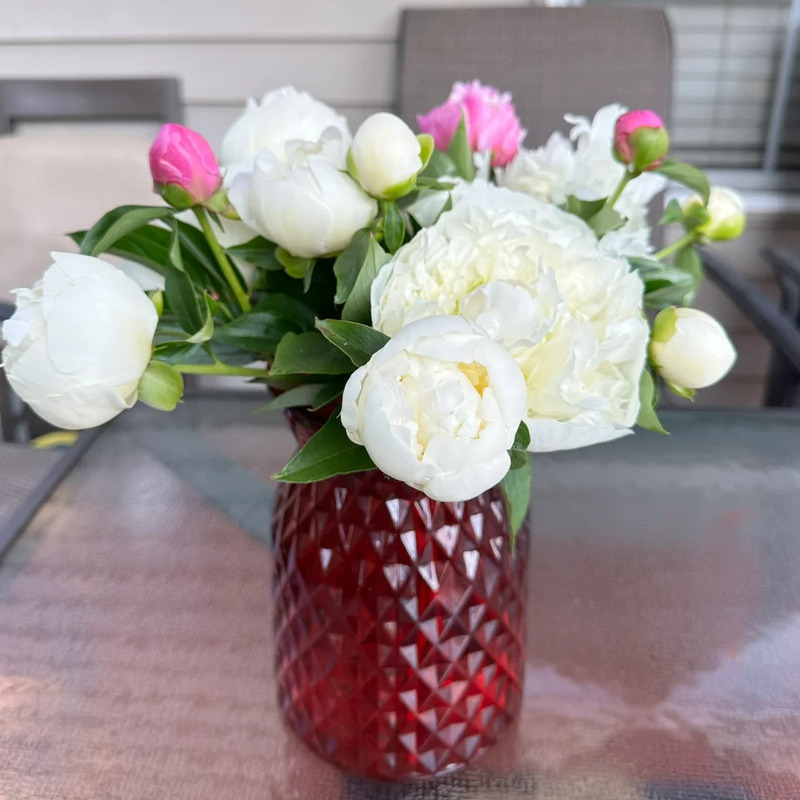 🌸✨Peony potted seeds, let your home be full of spring! ✨🌸