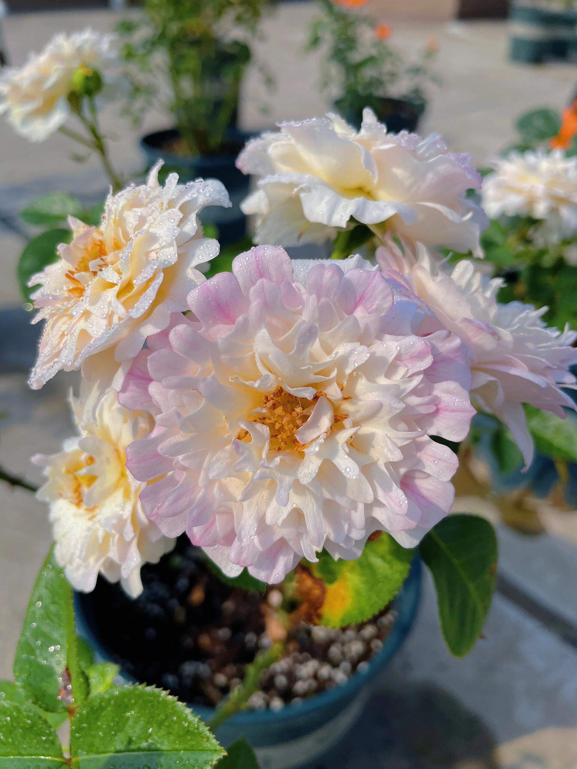 ✨Beautiful and easy-to-grow garden essentials：🌹Multivariable Rose🦋