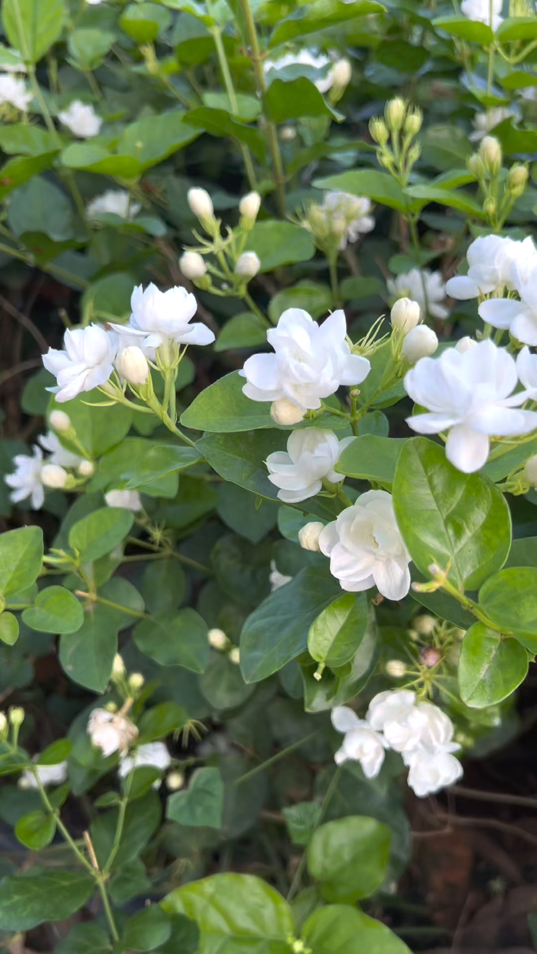 🌿Cape Jasmine Seeds🌸Hot Sale 53% off🚨