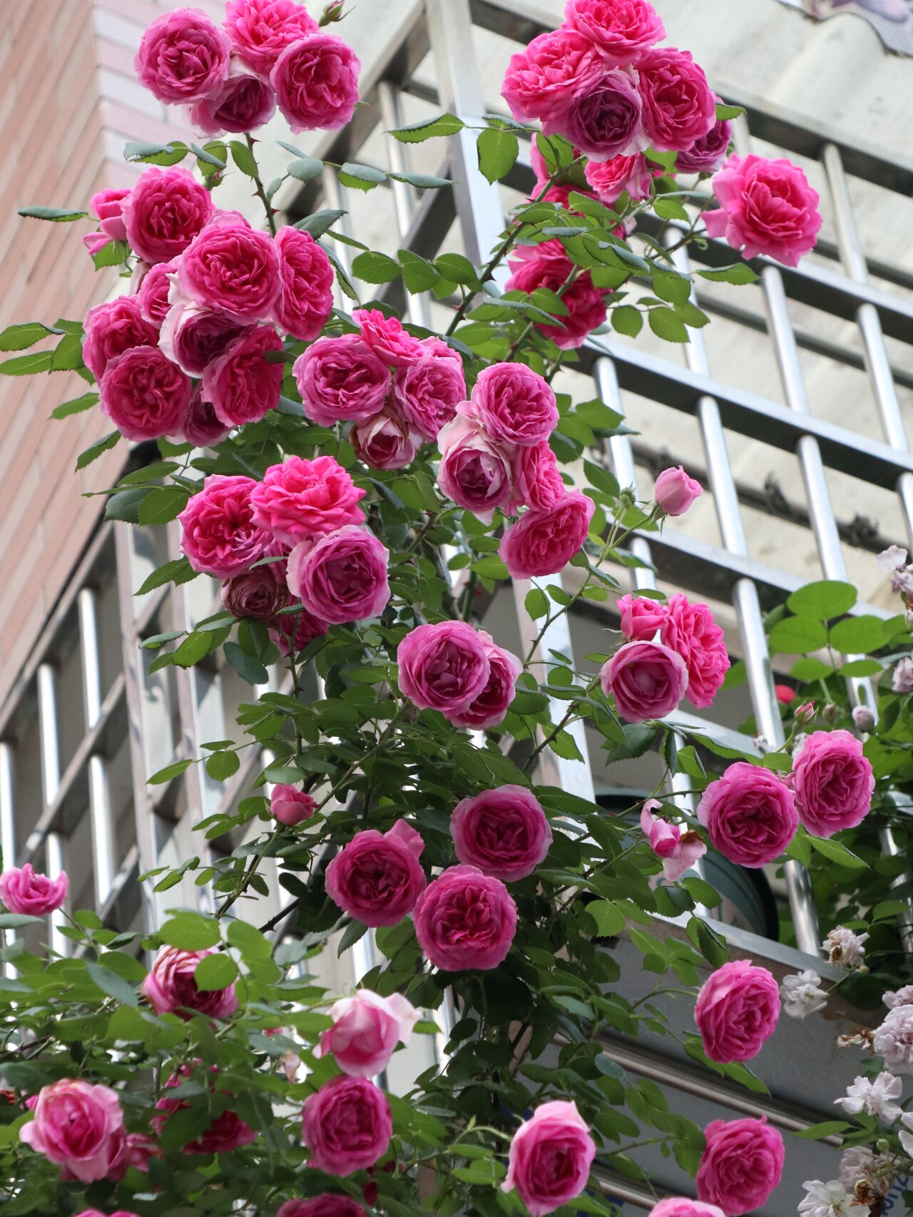 ✨Beautiful and easy-to-grow garden essentials：🌹Multivariable Rose🦋