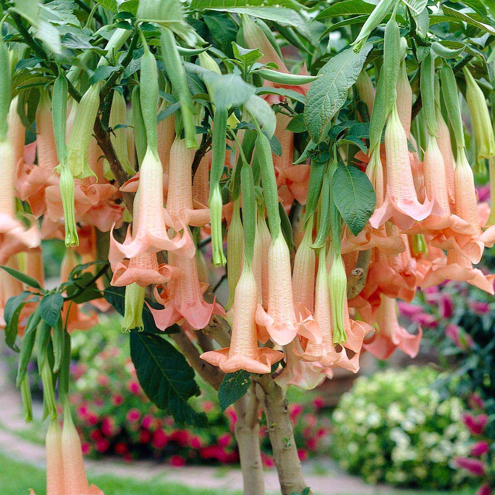 Datura Brugmansia Seeds Potted Bonsai Trumpets Angel Flower Seeds