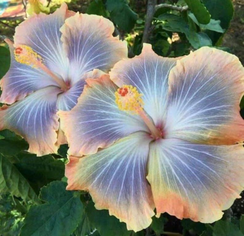 Beautiful Cosmic Dancer Hibiscus
