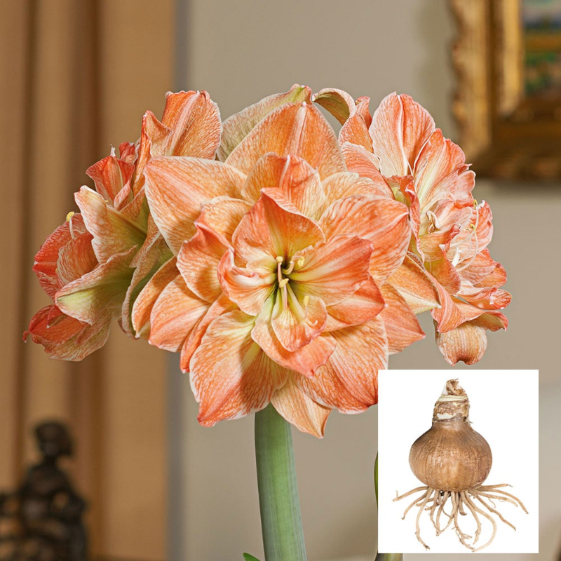 🌸 Timeless Beauty in Every Bloom – Hippeastrum Seeds: Easy to Grow, Perfect for Generations!