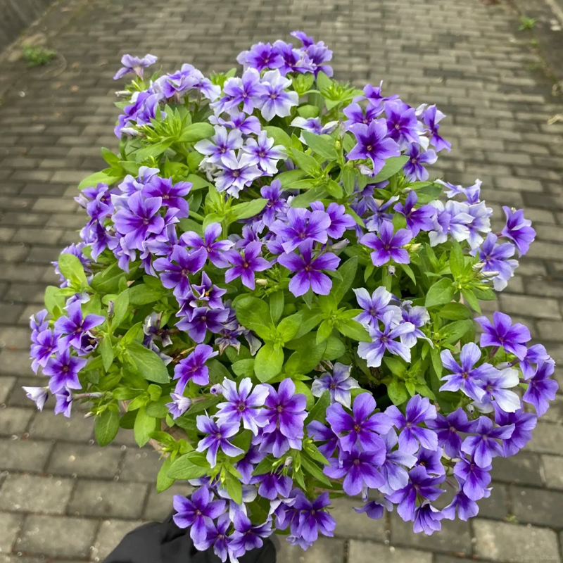 ❤️‍🔥Hot sale!🌸Fu Lu Kao Seeds🌸