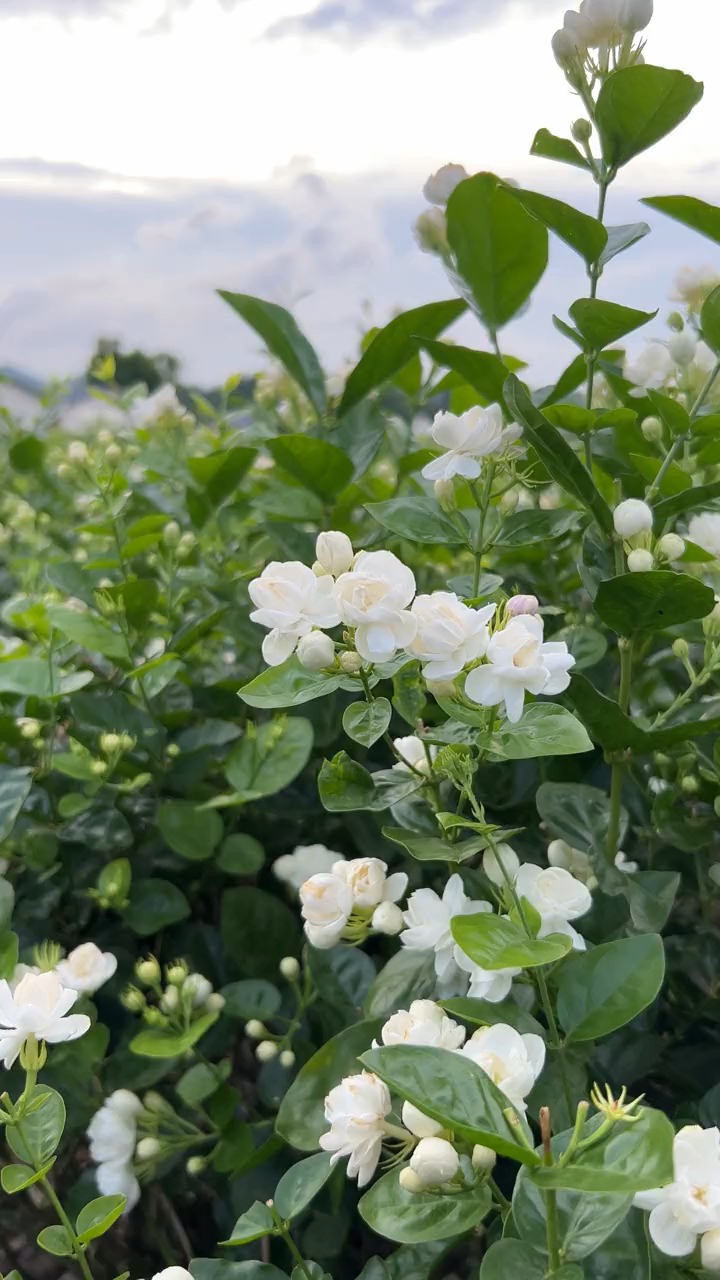🌿Cape Jasmine Seeds🌸Hot Sale 53% off🚨