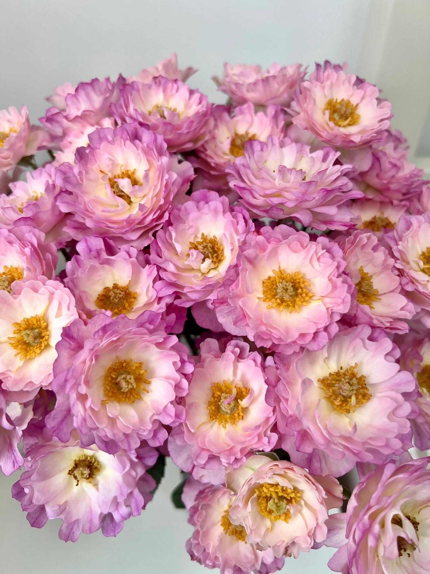 ✨Beautiful and easy-to-grow garden essentials：🌹Multivariable Rose🦋