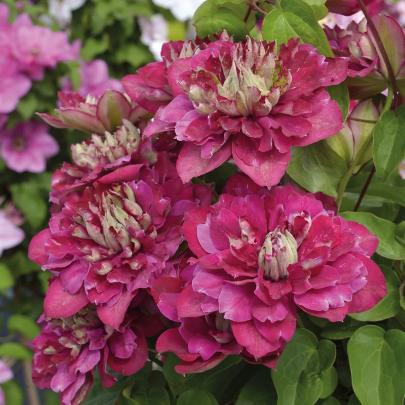 Vibrant Clematis – A Touch of Elegance for Your Garden! 🌸🌿