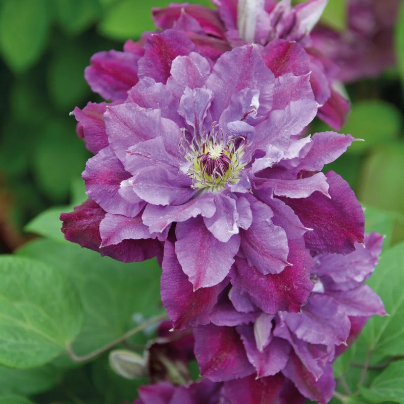 Vibrant Clematis – A Touch of Elegance for Your Garden! 🌸🌿