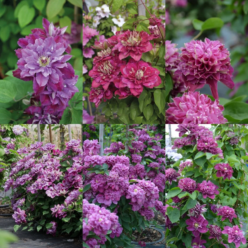 Vibrant Clematis – A Touch of Elegance for Your Garden! 🌸🌿