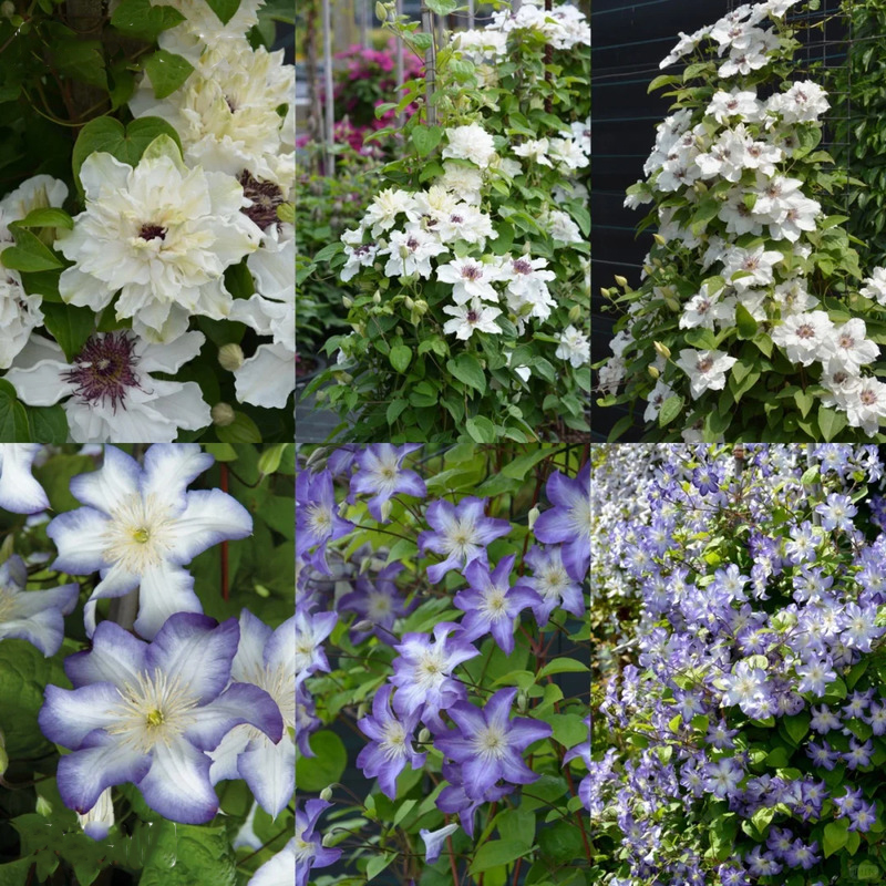 Vibrant Clematis – A Touch of Elegance for Your Garden! 🌸🌿
