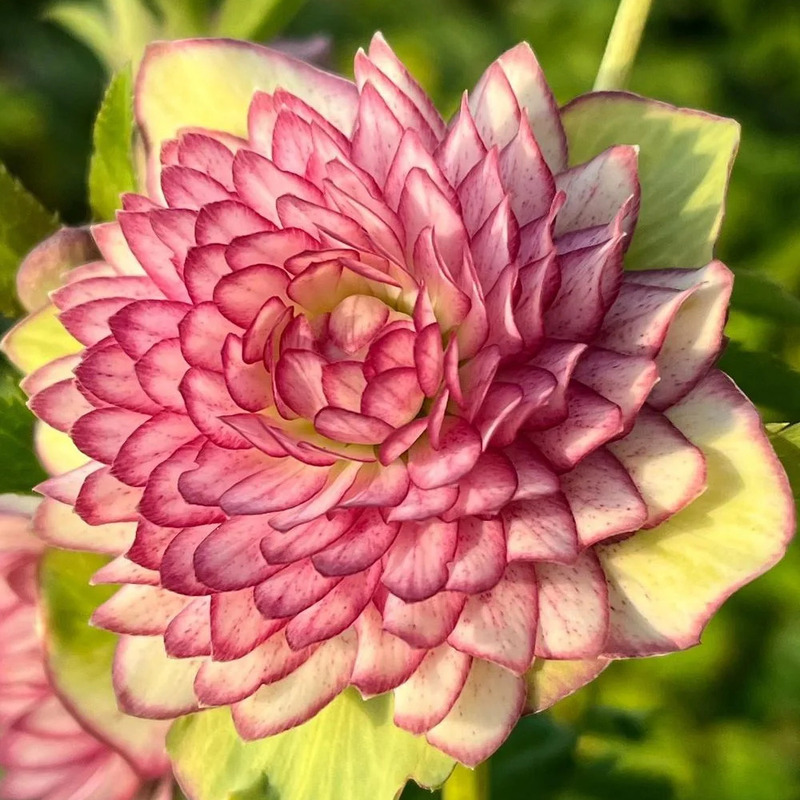 Super Double Christmas Rose Seeds