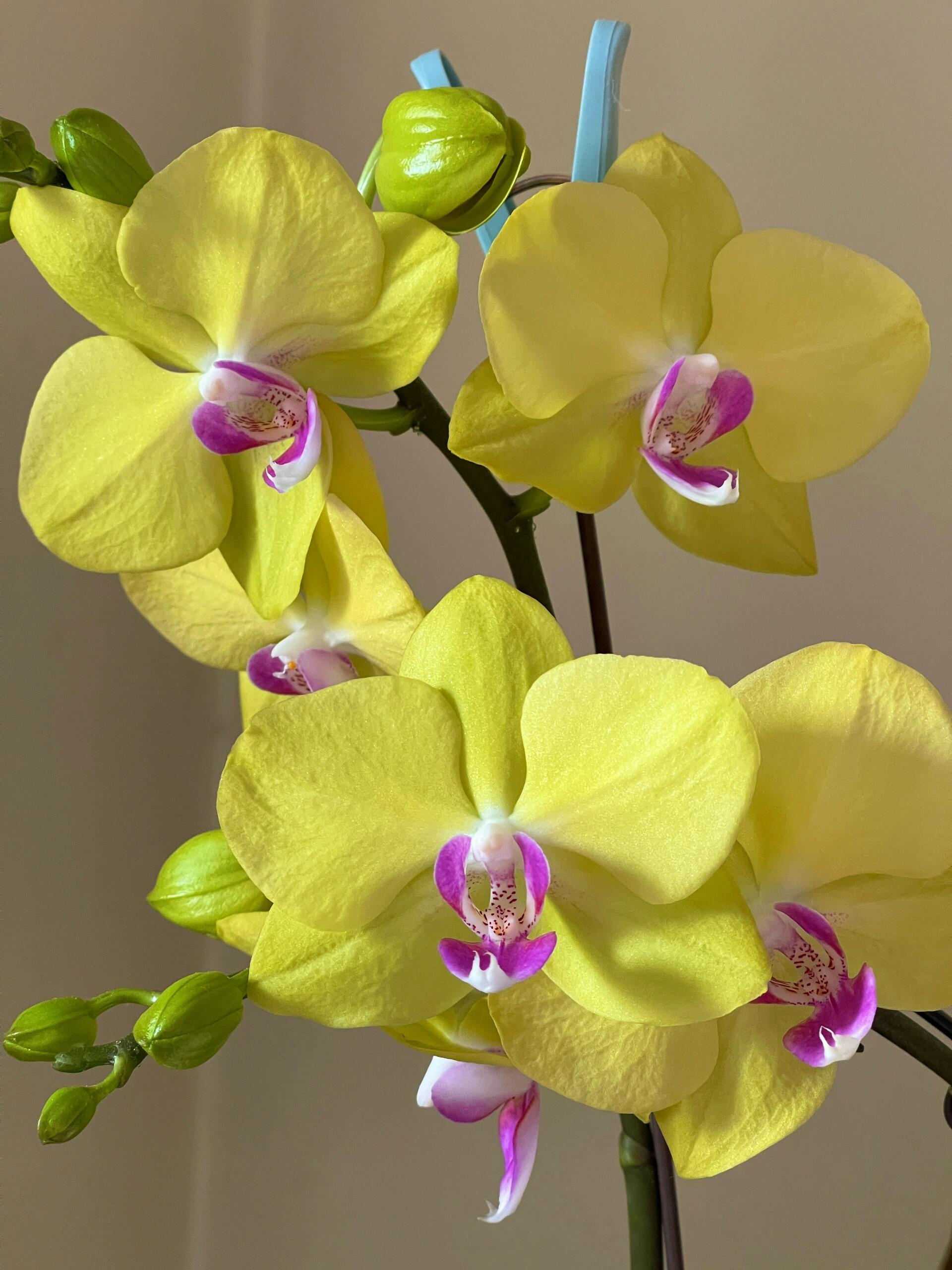Phalaenopsis💐40% OFF 