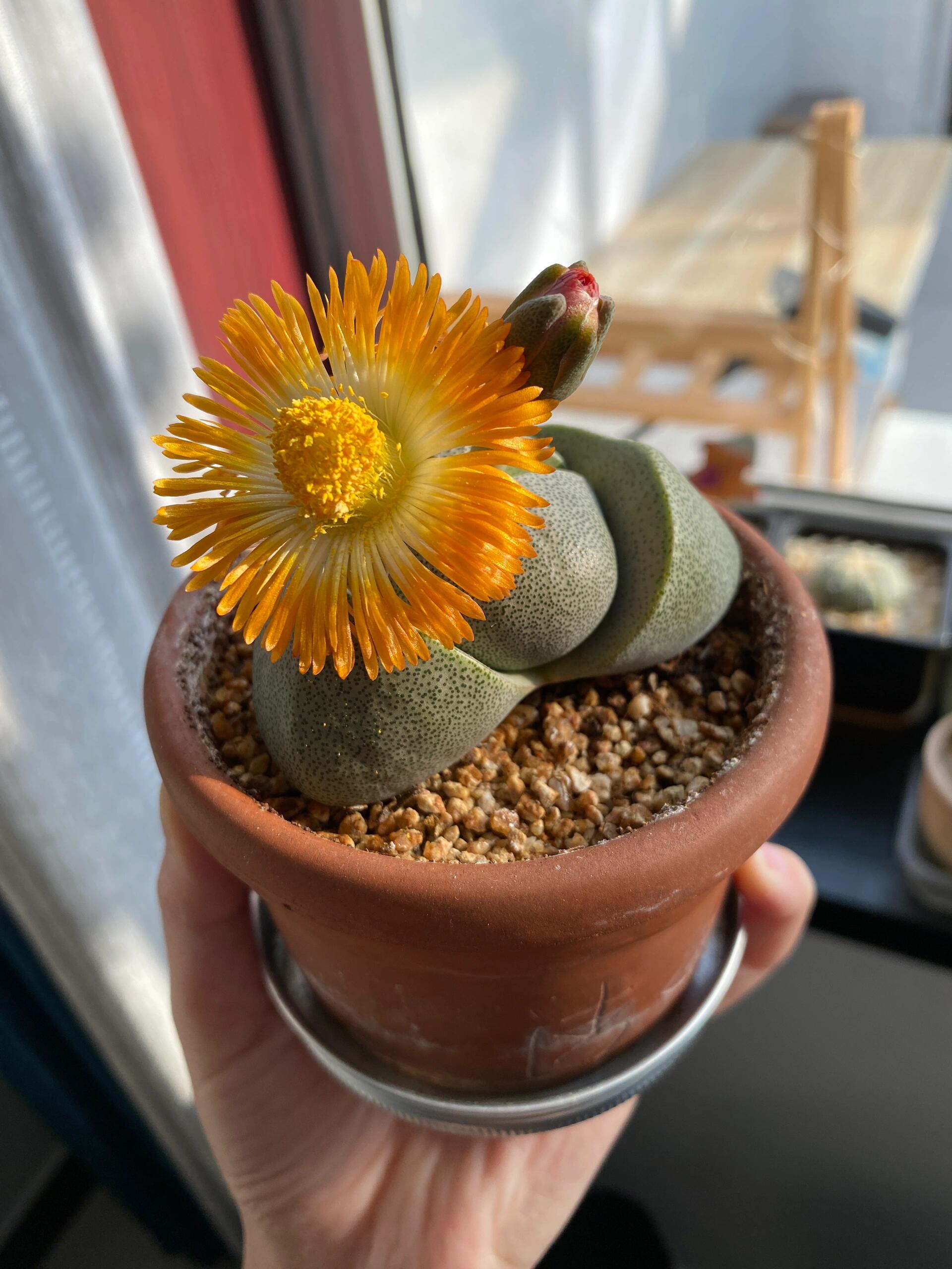 🌱cactus succulent🌵🌺40% OFF💥