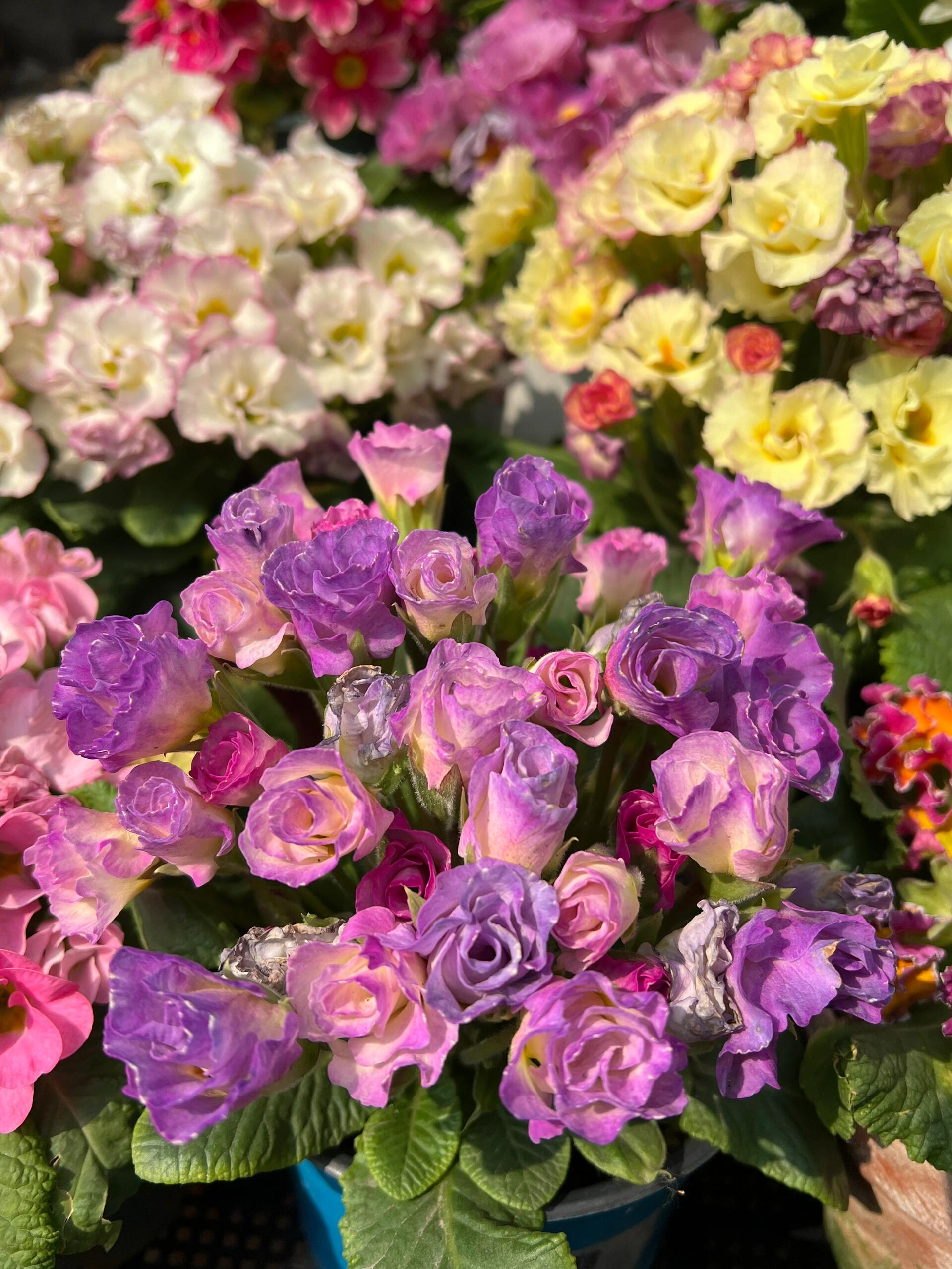 💐🌱One seed for one bouquet：💖Primrose Rose Seeds🌹