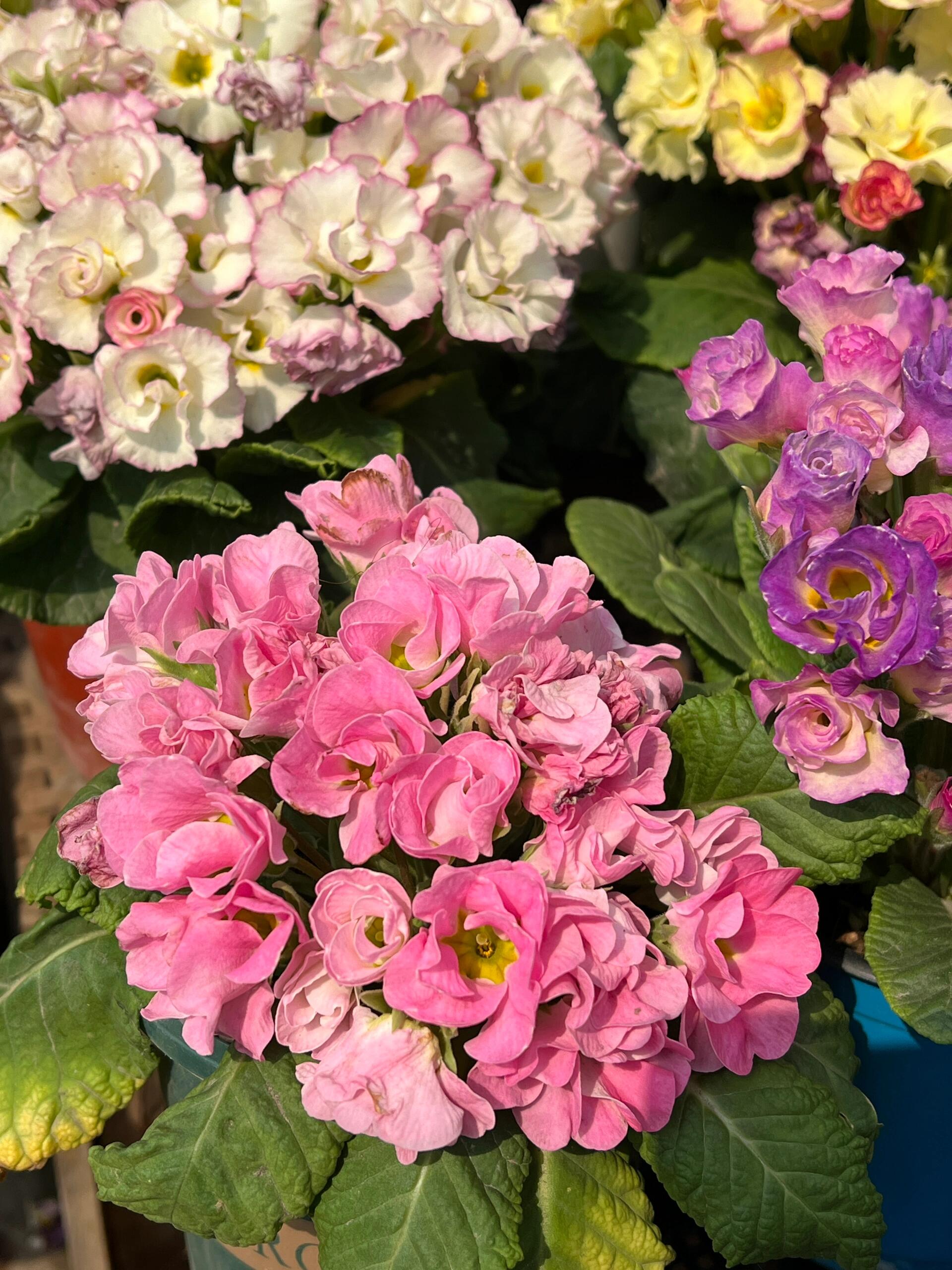 💐🌱One seed for one bouquet：💖Primrose Rose Seeds🌹