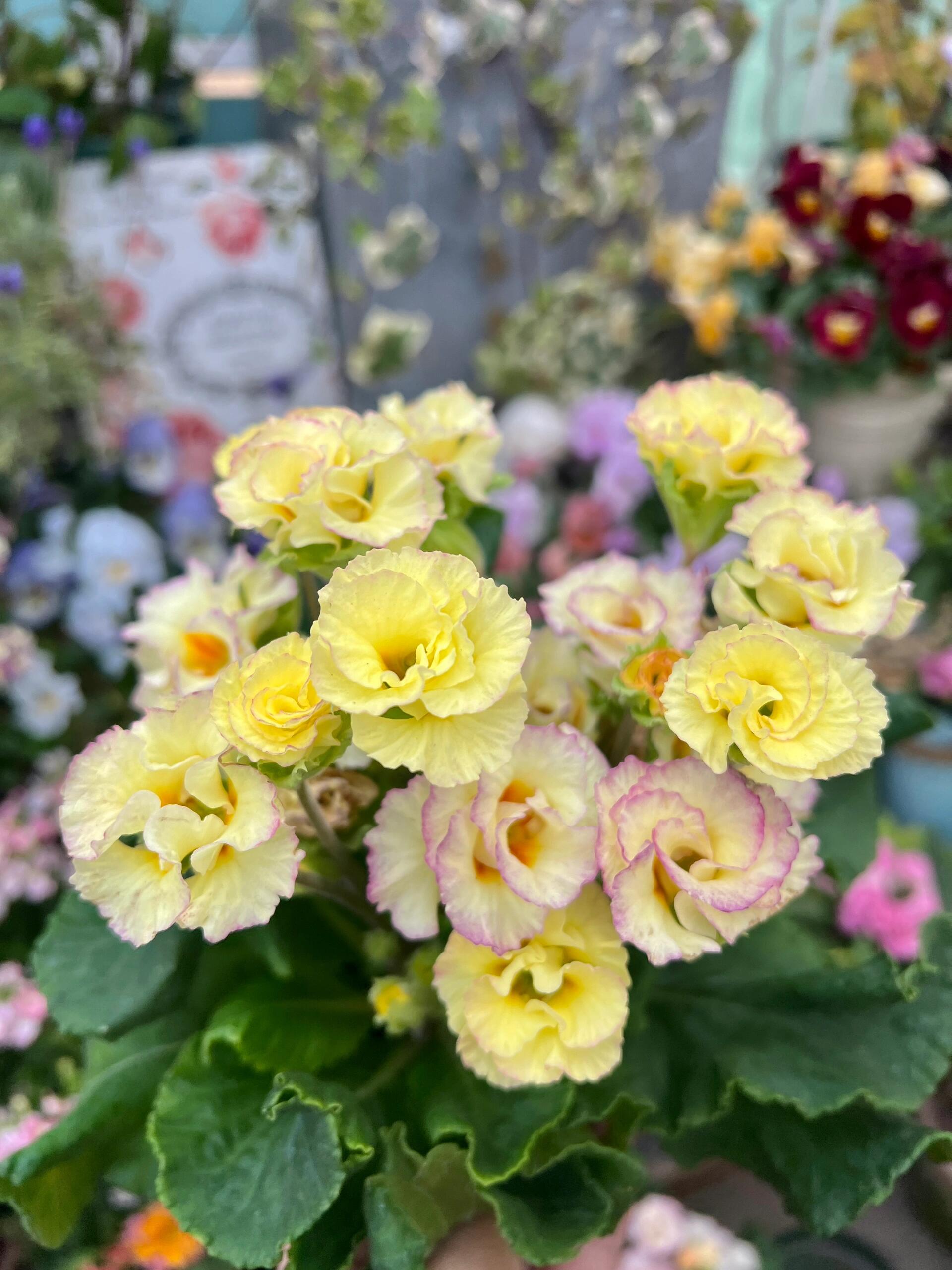 💐🌱One seed for one bouquet：💖Primrose Rose Seeds🌹