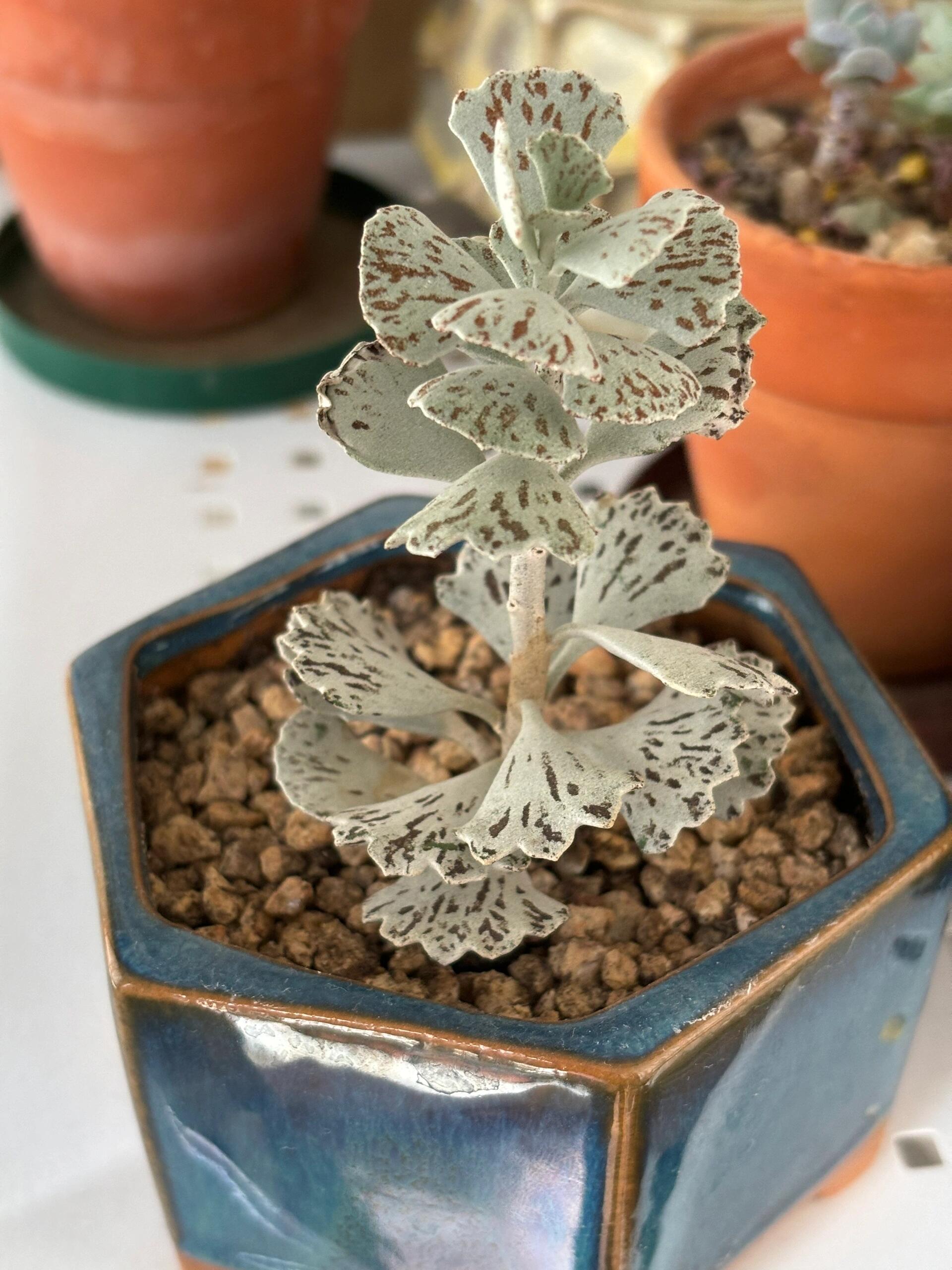 🌱cactus succulent🌵🌺40% OFF💥