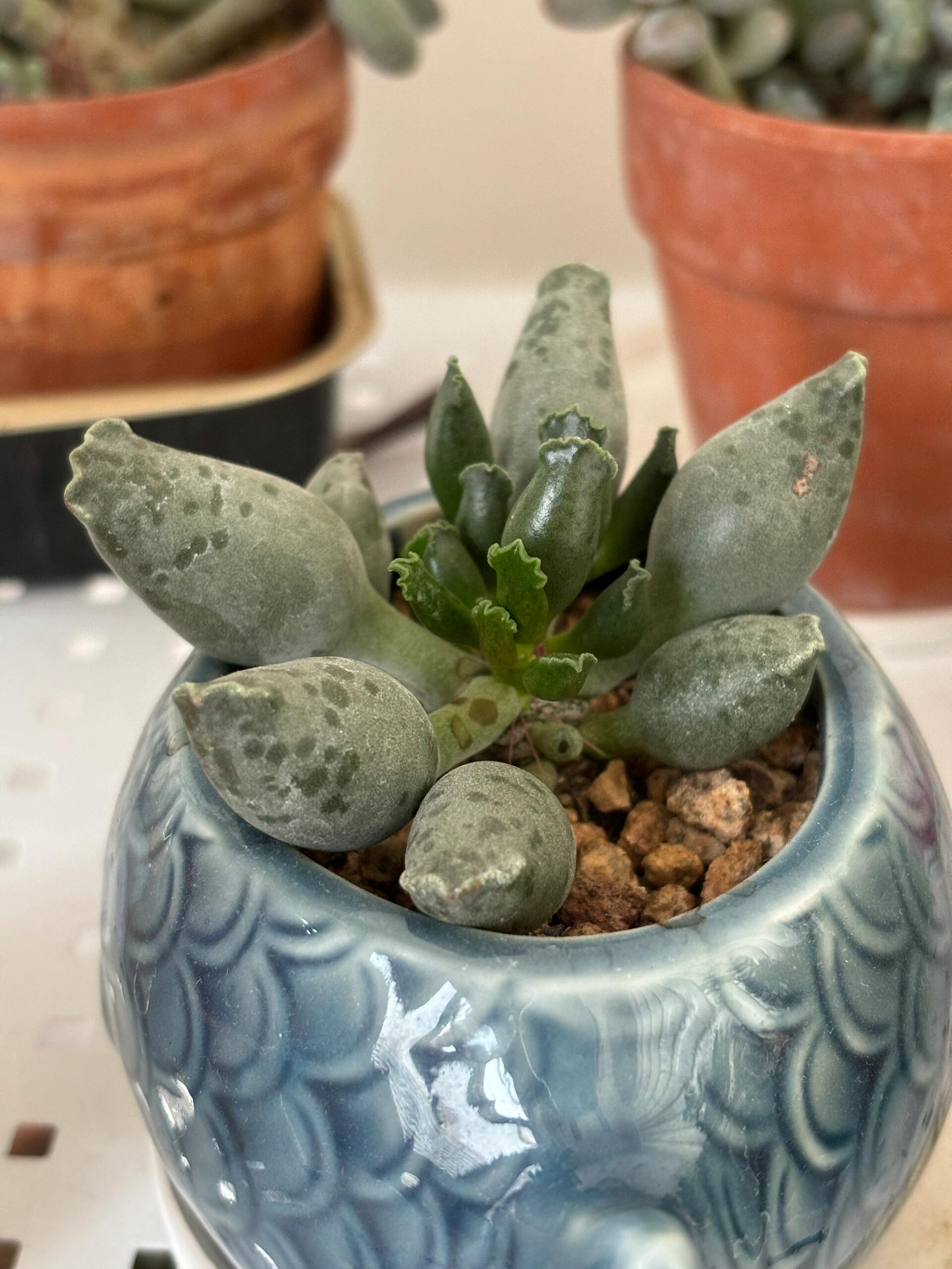 🌱cactus succulent🌵🌺40% OFF💥