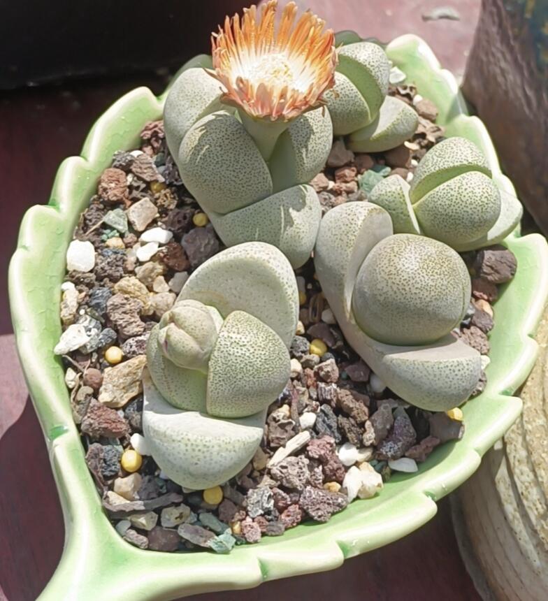 🌱cactus succulent🌵🌺40% OFF💥