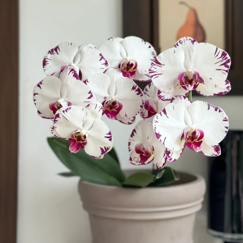 🦋Elegante und schöne Phalaenopsis-Samen