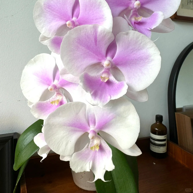 🌸 Orchid – Elegant, Exotic & Timeless Beauty! 🌿
