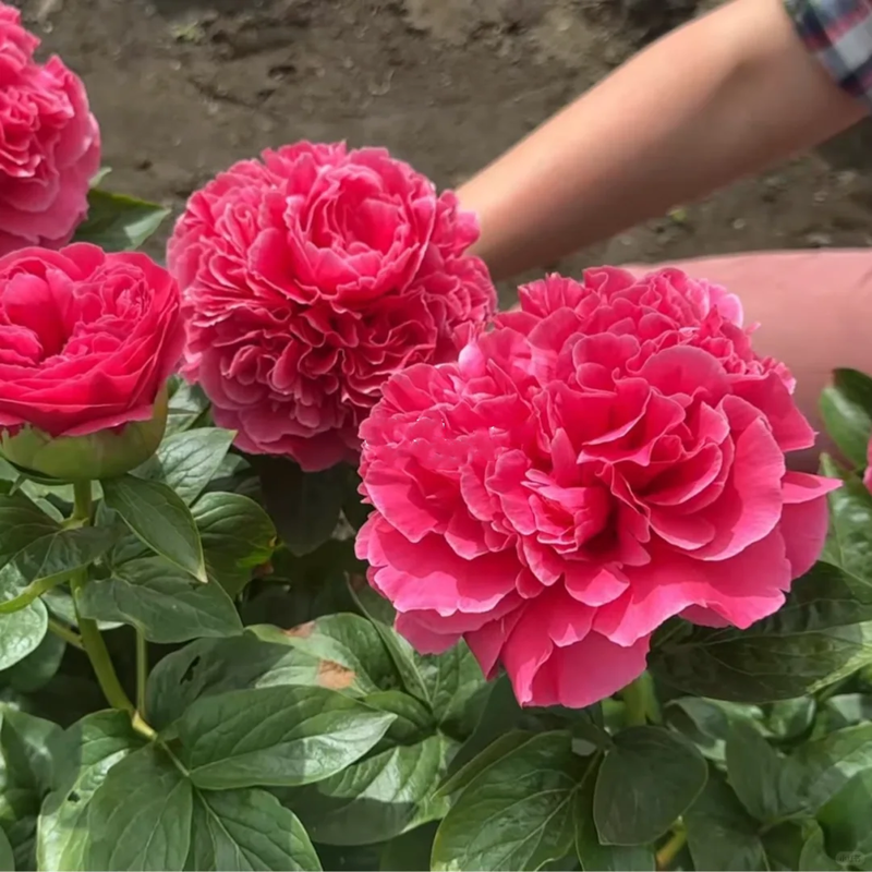 🌸✨Peony potted seeds, let your home be full of spring! ✨🌸