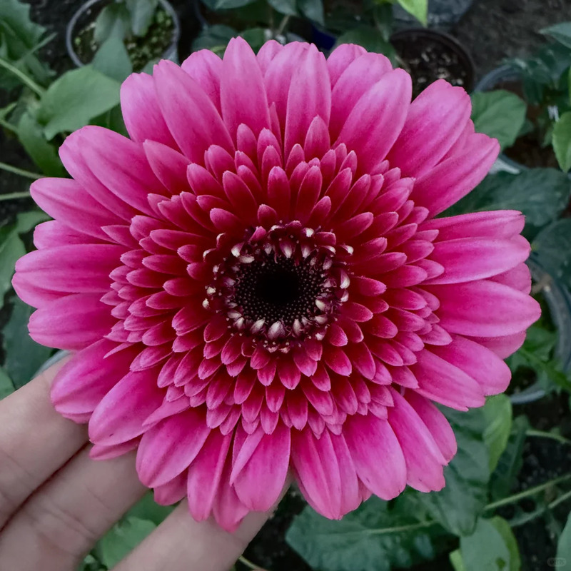 非洲菊种子-3D系列