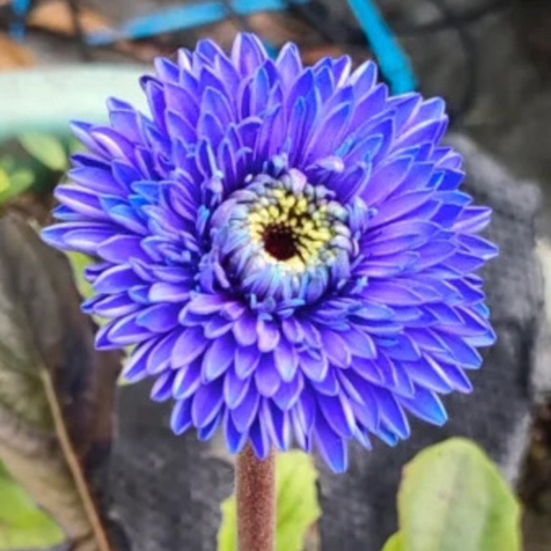 非洲菊种子-3D系列