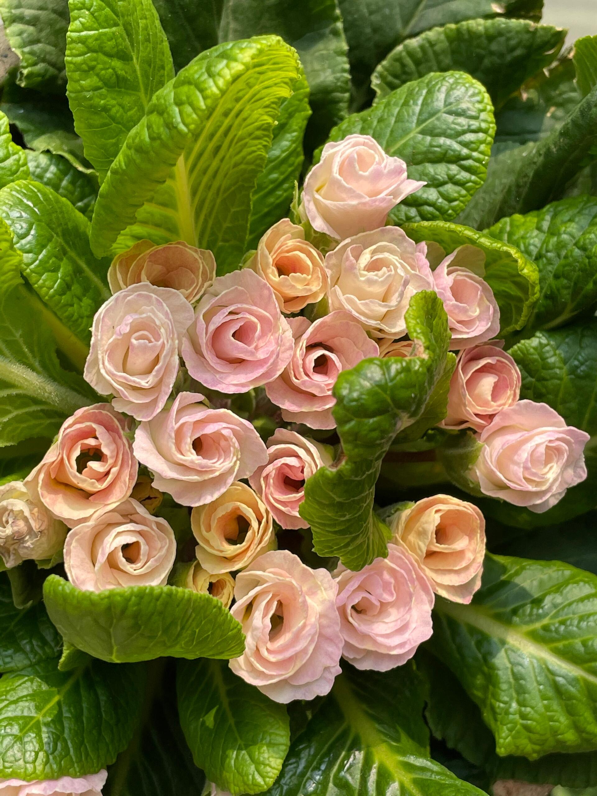💐🌱One seed for one bouquet：💖Primrose Rose Seeds🌹