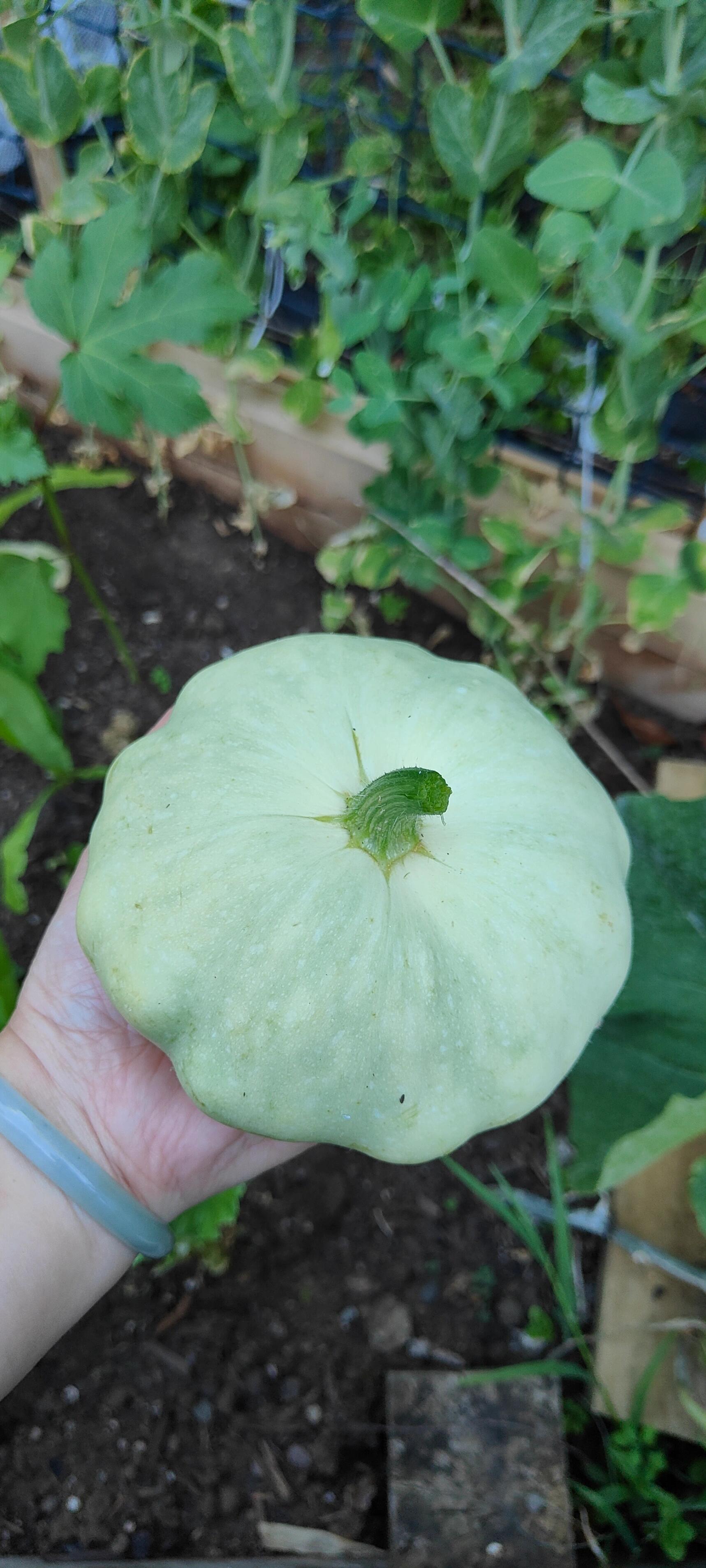 🥰Flying saucer melon🌱🌸