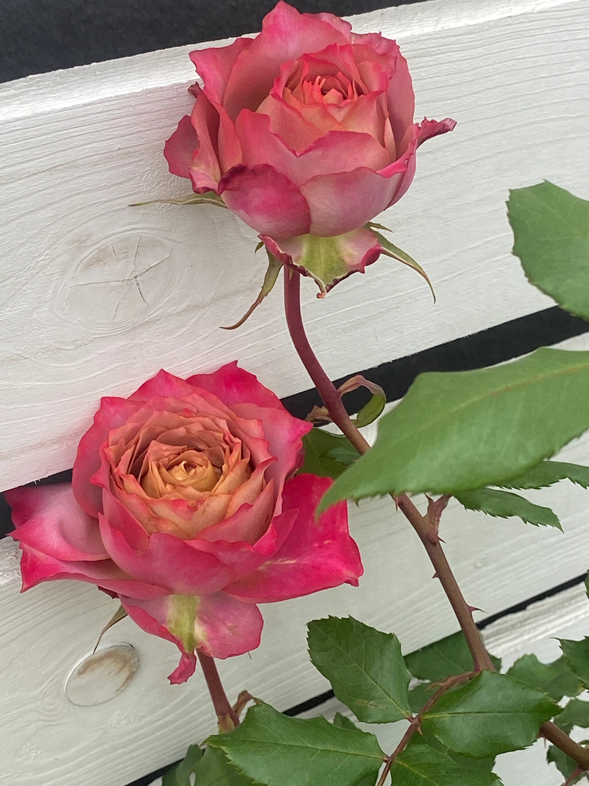 ✨Beautiful and easy-to-grow garden essentials：🌹Multivariable Rose🦋