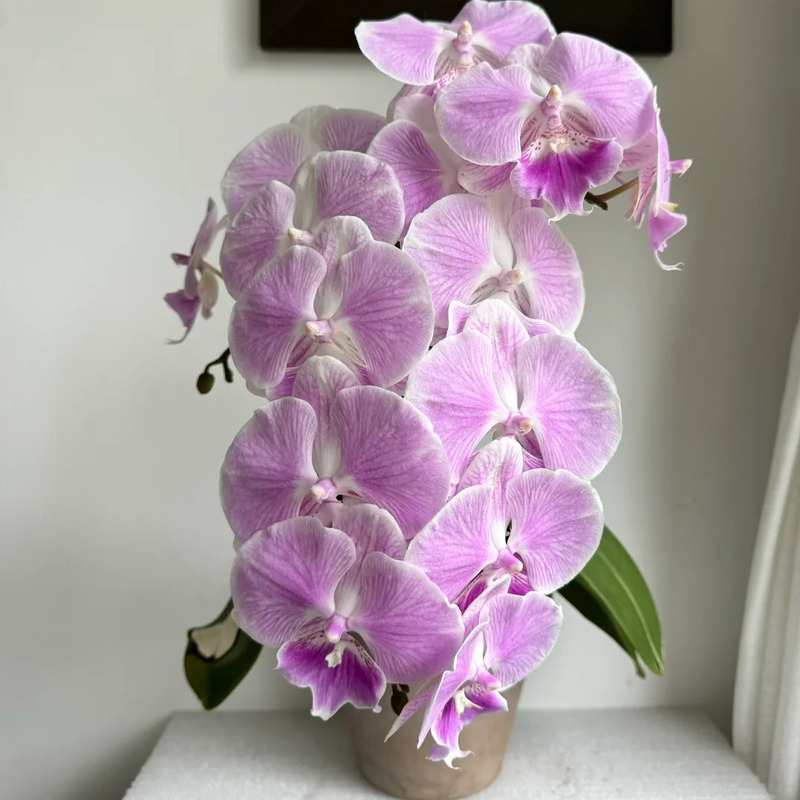 🌸 Orchid – Elegant, Exotic & Timeless Beauty! 🌿